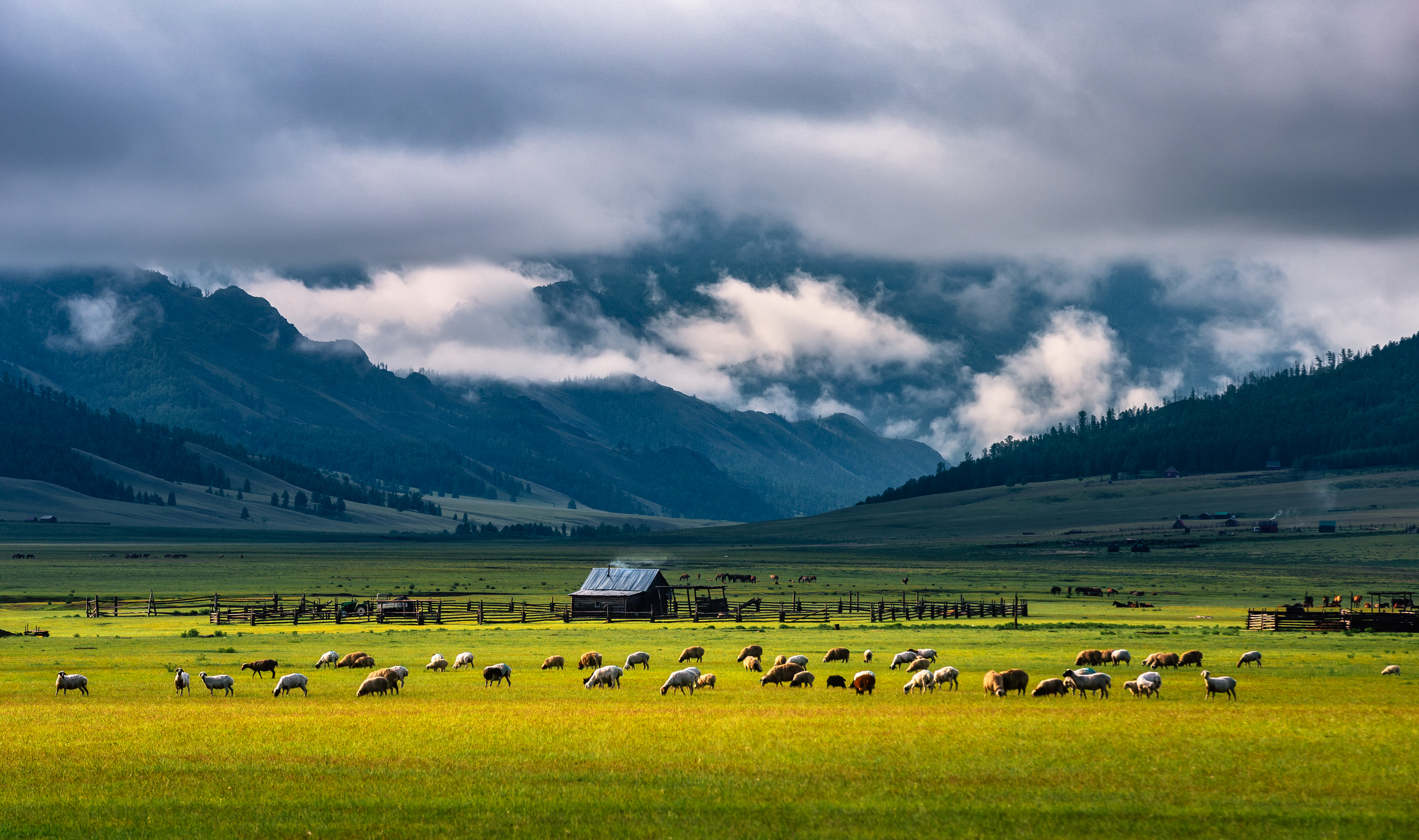 Mongolian horseman herding livestock at golden hour on the steppe