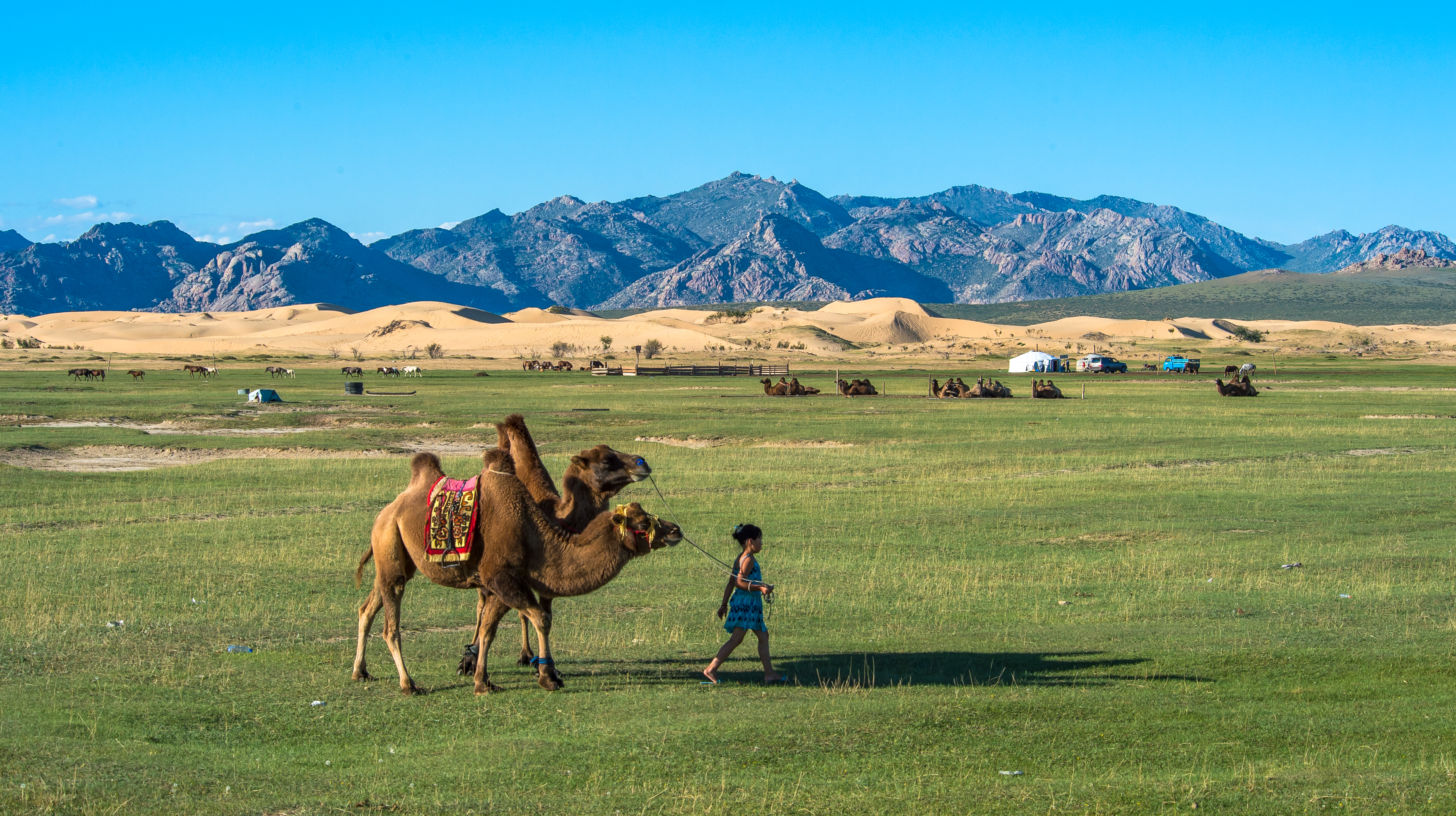 Child leading camels across the vast Mongolian steppe