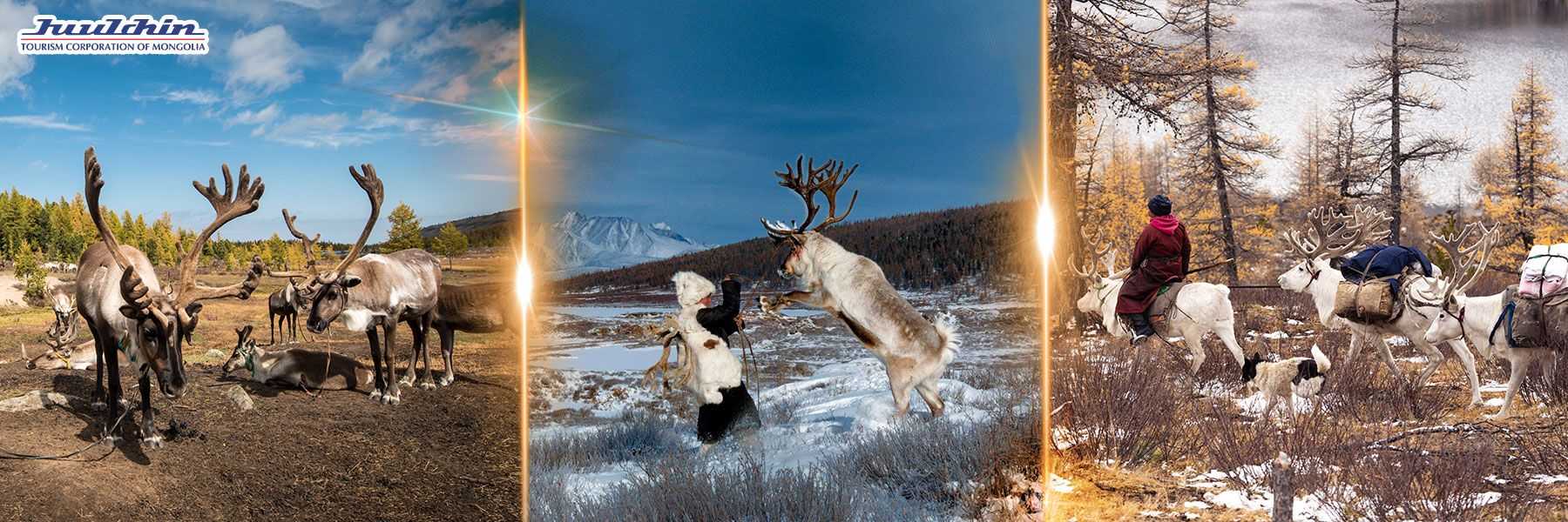 Reindeer Spirit