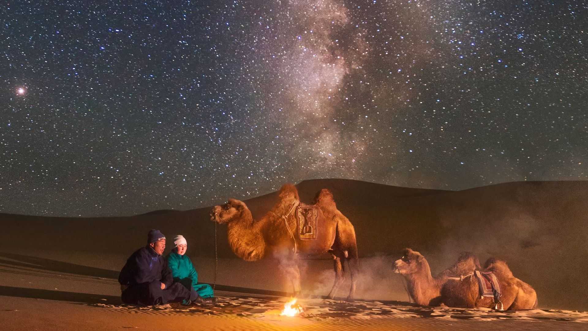stars, gobi, camel