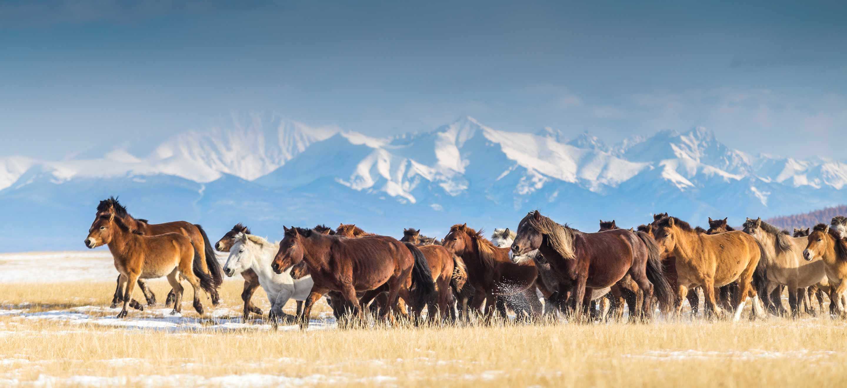 mongolian horses